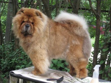 Chan-Los A Taste Of Honey (6 month)
