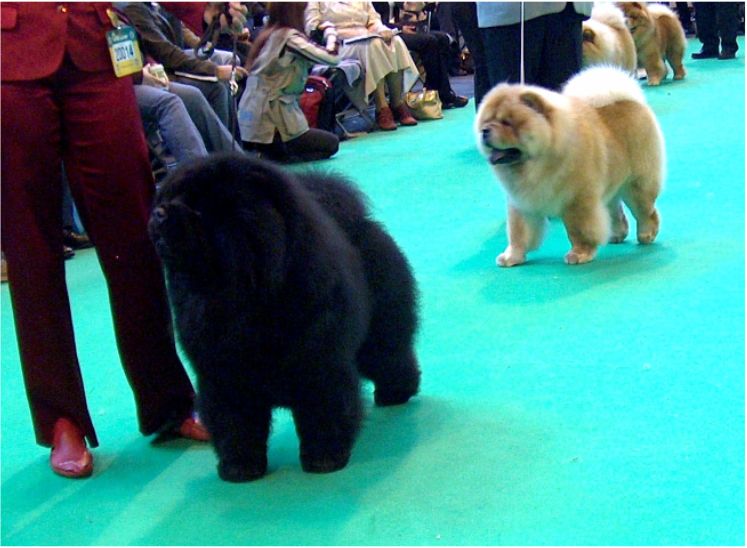 Res.CC-Dog- CH Bon Triumph Dariy Black King