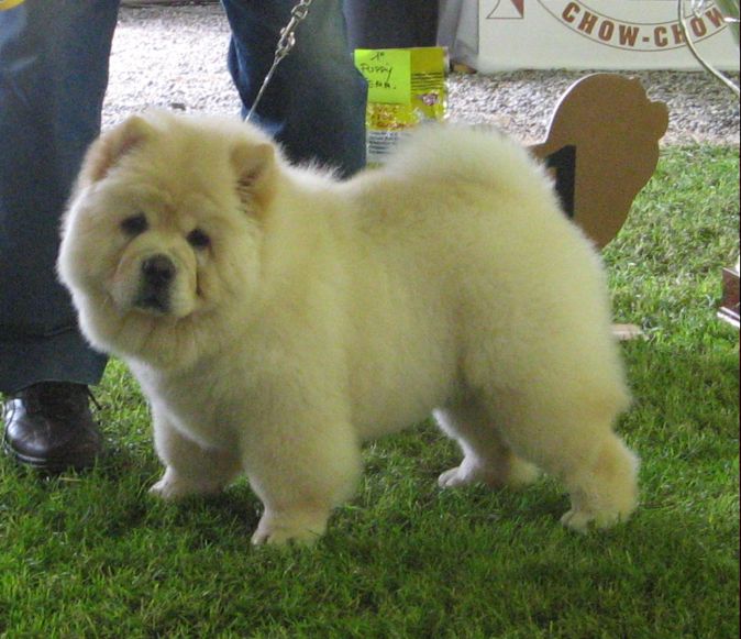 Best Baby+BIS puppy-Blondie
