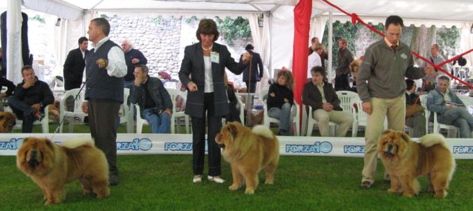 3 Champion sons of CH Stagebos NeverEnding Story 