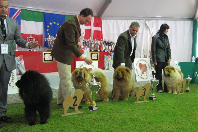 Champion males 1-4