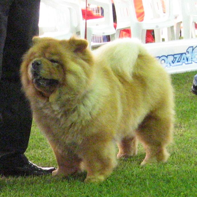 Open class-Opal dei Leoni Imperiali (daughter of CH Stagebos NeverEnding Story)