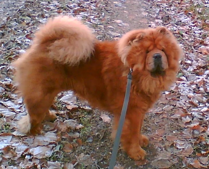 Stagebos Vanity Fair (Balu-2 r)