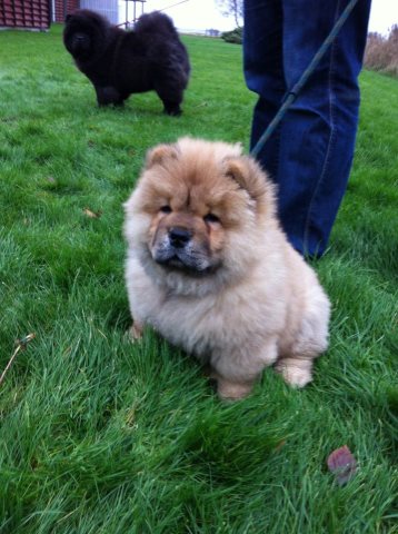 Applejack-11 week