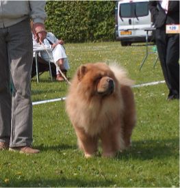 CH Pasjos Prince Valentin-BIK2