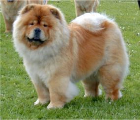 CH Piuk Chow Pleasant Miss Magic-BOB