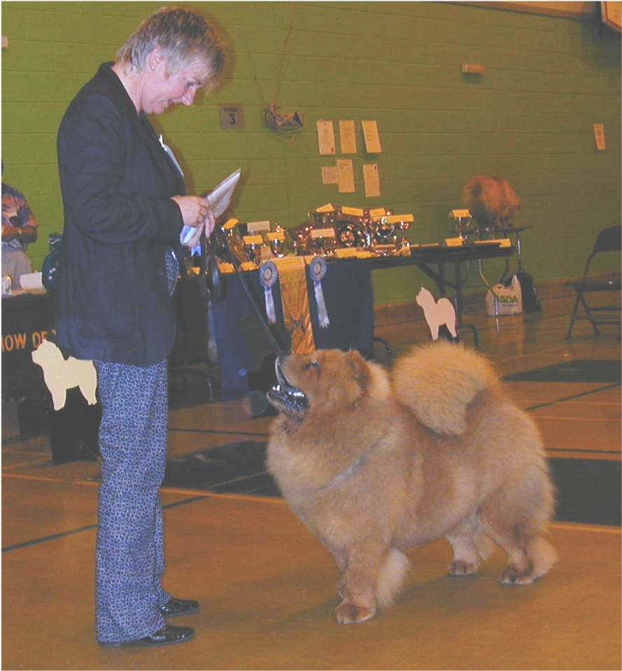 Junior dog 2nd-CH Miketilla Monogram