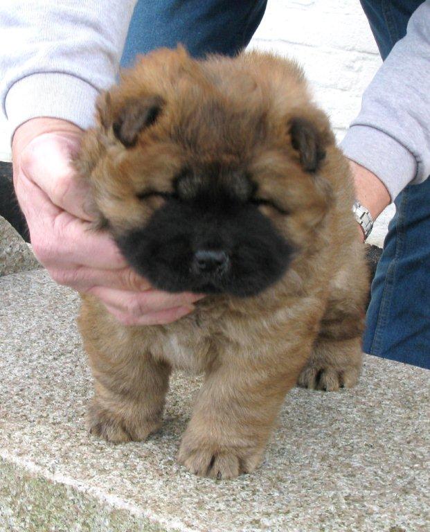 Yabba Dabba Doo 5 week