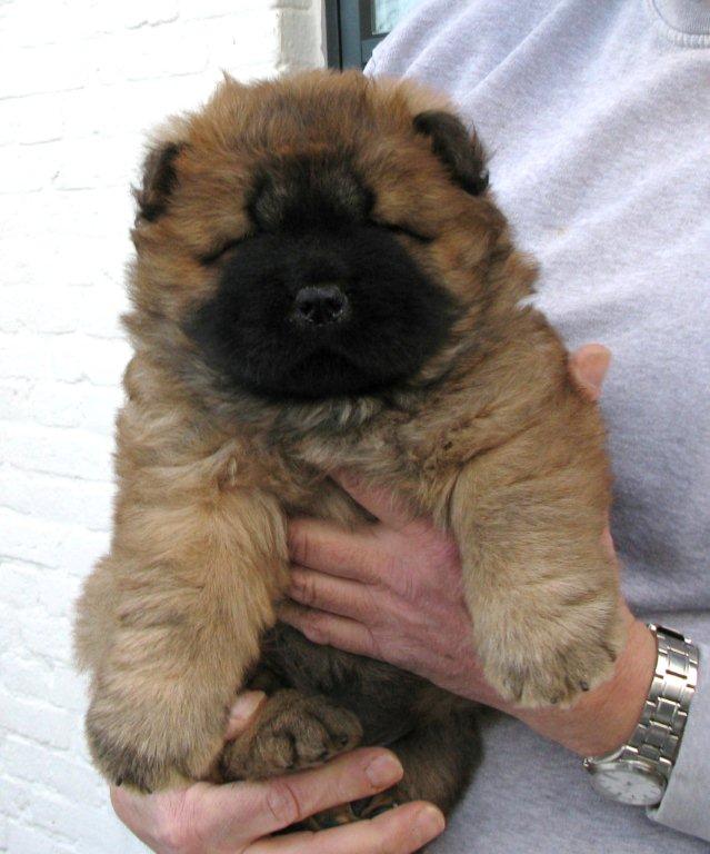 Yabba Dabba Doo 5 week