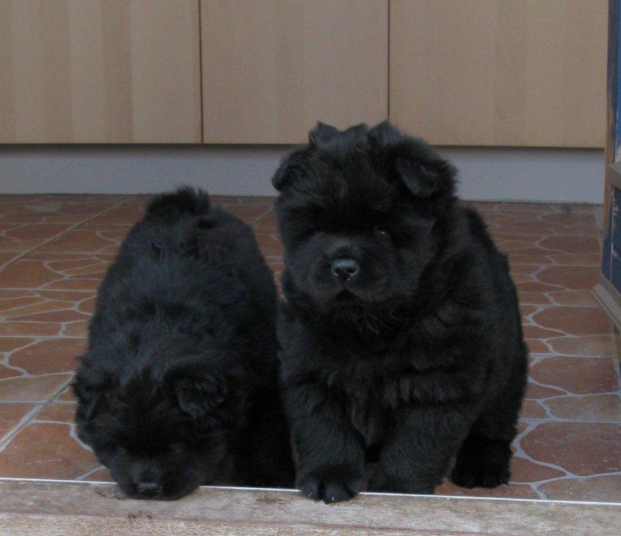 Yakety Yak + Yoggi Yalla 5 week