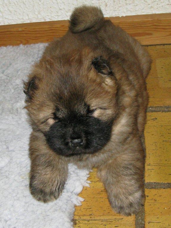 Yabba Dabba Doo 5 week