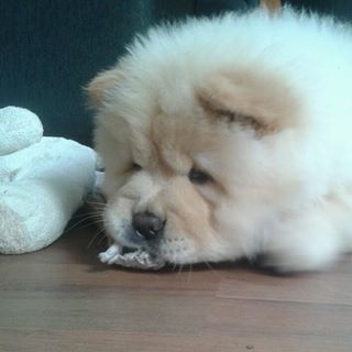 Cracklin Rose (Knoet) in her new home