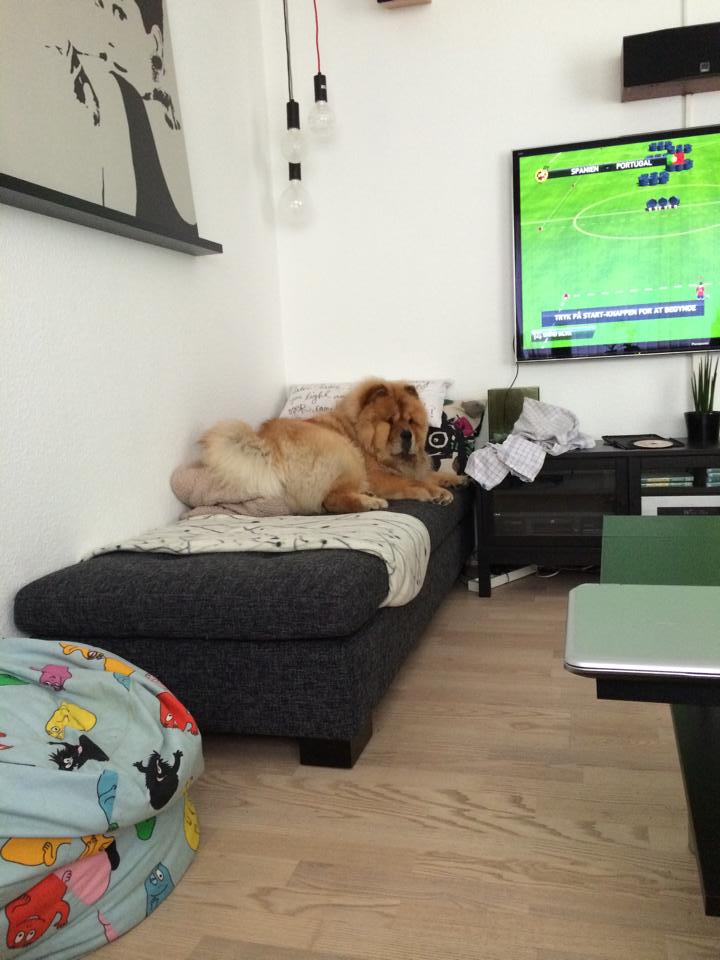 Stagebo's Come Together (Charlie-1 year)-lives in Horsens, DK