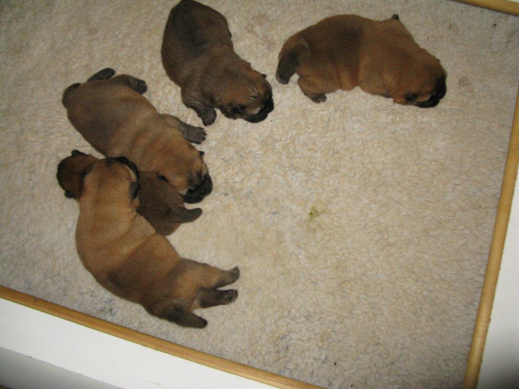 A-litter-12 days old