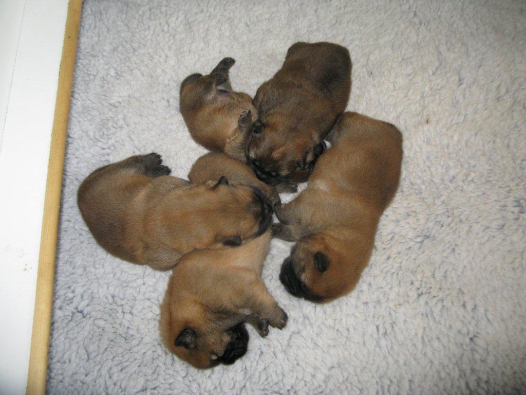 A-litter-2 week old