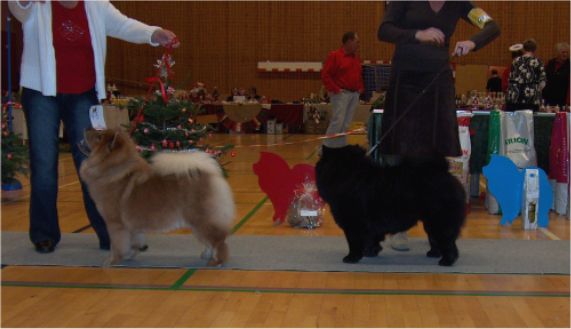Open females 1. Rosenvngets Bine 2. Orinells Cover Girl