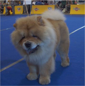 Ah-Kahn-Tse Od Halusku-(European Junior Winner-rde)