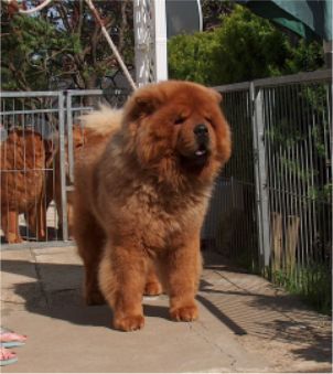 Alamo Of Golden Chow