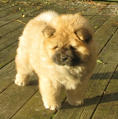 All My Loving-8 week