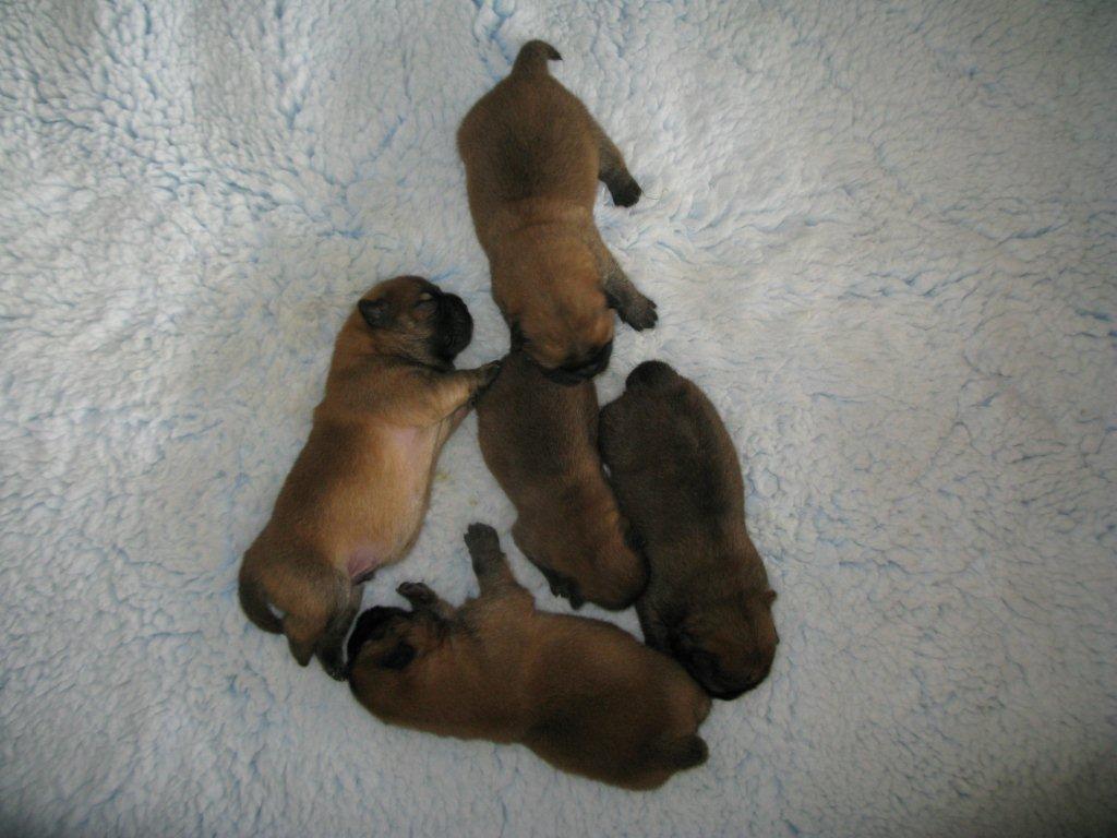 A-litter 1 week old