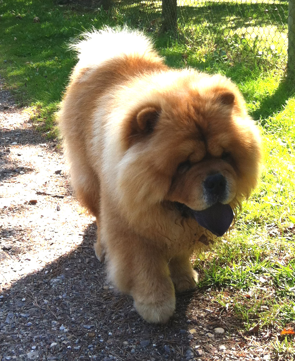 Stagebo's Applejack (Lui-2 year)-lives in Allerd, DK