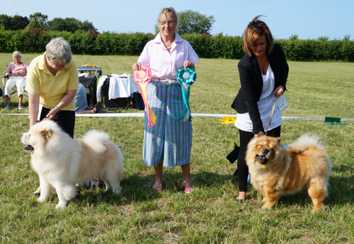 BOB Champion CH Rossy Cream Colombo - BOS Champion CH Chan-Los A Kind OF Magic
