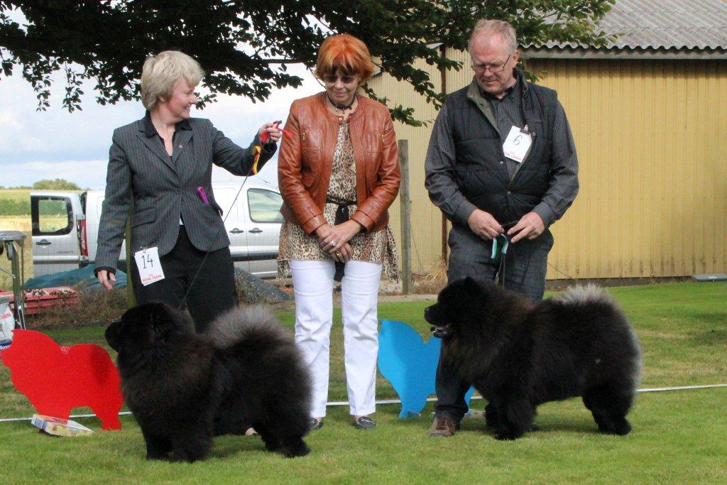 BOB (left)+New DKCH Bakkebos Miss Moneypenny BOS CH Orinells Cool Casanova  