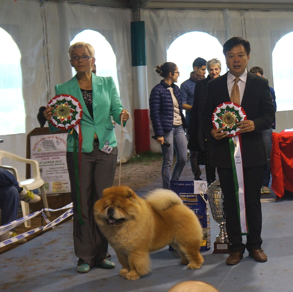 BIS CH Bon Triumph Shans