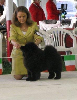 BIS puppy Atlanta Lietuvos Liutas