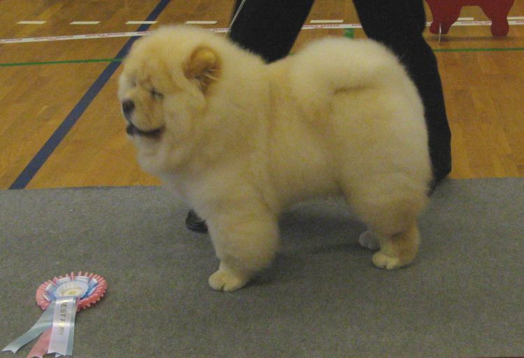 BIS-puppy Pei Fang Eyecatcher
