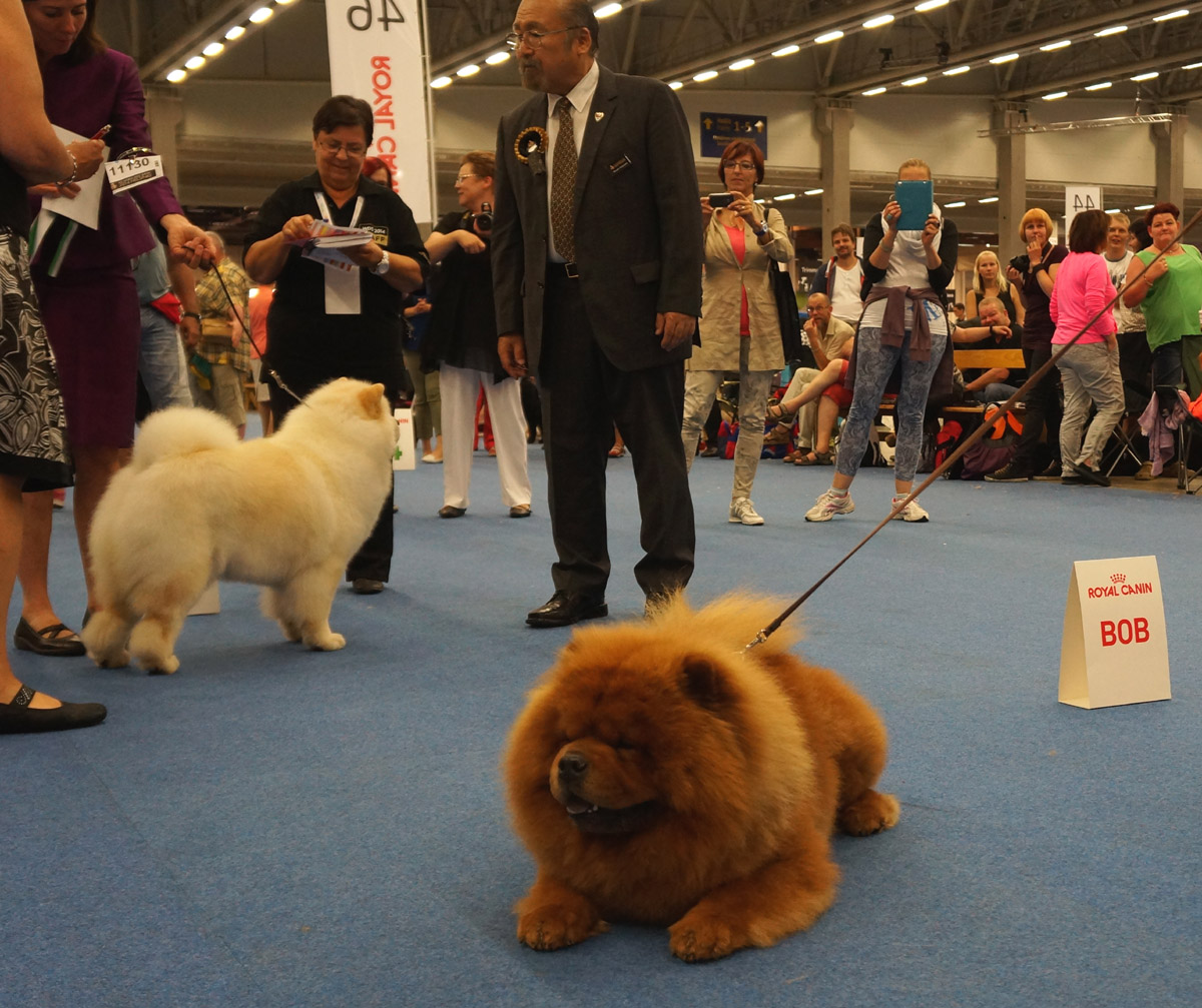BOB WW2014 CH Heart Mind Fire Dei Leoni Imperiali BOS (behind) WW2014 CH Pei Fang Eyecatcher