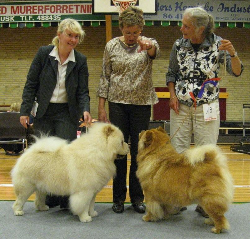 BOB+Cert.Rossy Creme Colombo BOS CH Pelis Lucca Of Flensborg