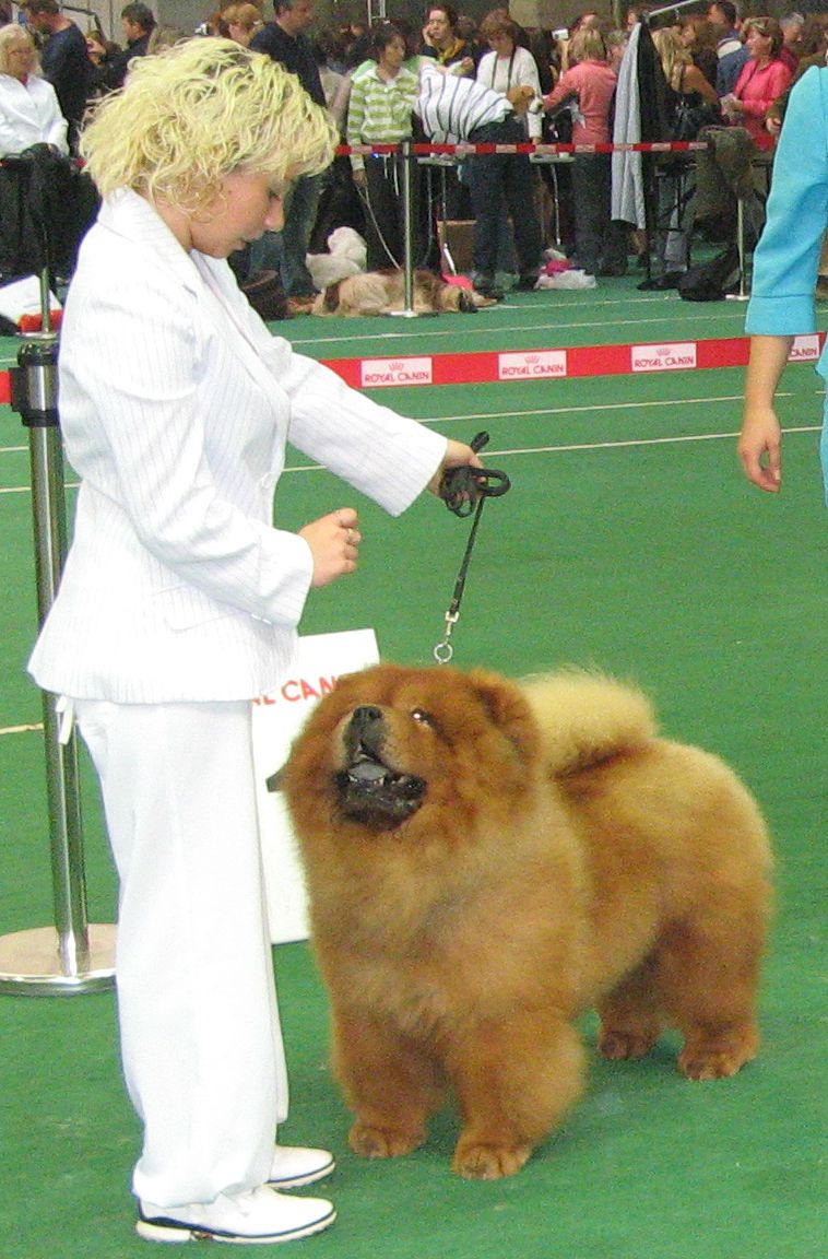 BOB CH Towsushets Mr President-CAC-CACIB