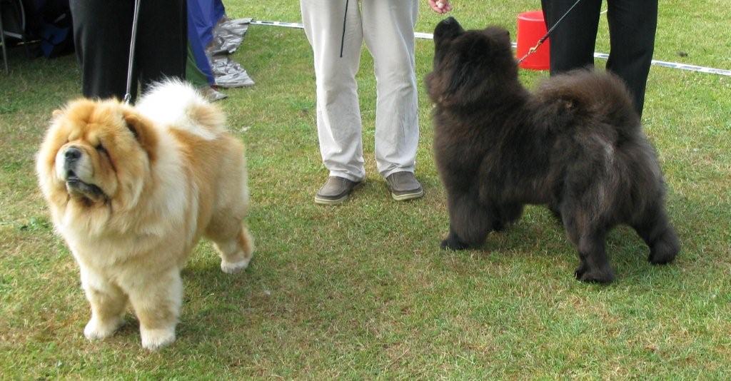 BOB-MultiWinner Orinells Ego Trip-BOS MultiChampion Piuk Chow Missies Victoria Princess