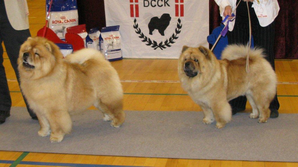 Open female 1. CH Bao-Fangs Fen-Hong-Se Nu Shi 2. Fuh-Thu-Chows Inka-Rose