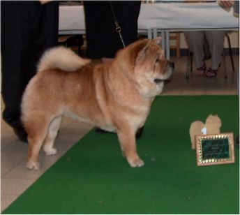 BOB Bidachows Graceful Smooth Gabby