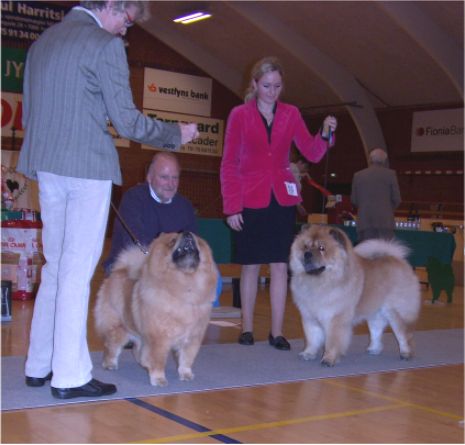 BOB CH Piuk Chow Presenting Nice Nitousche-BOS CH Bidachows Gentle Gibson