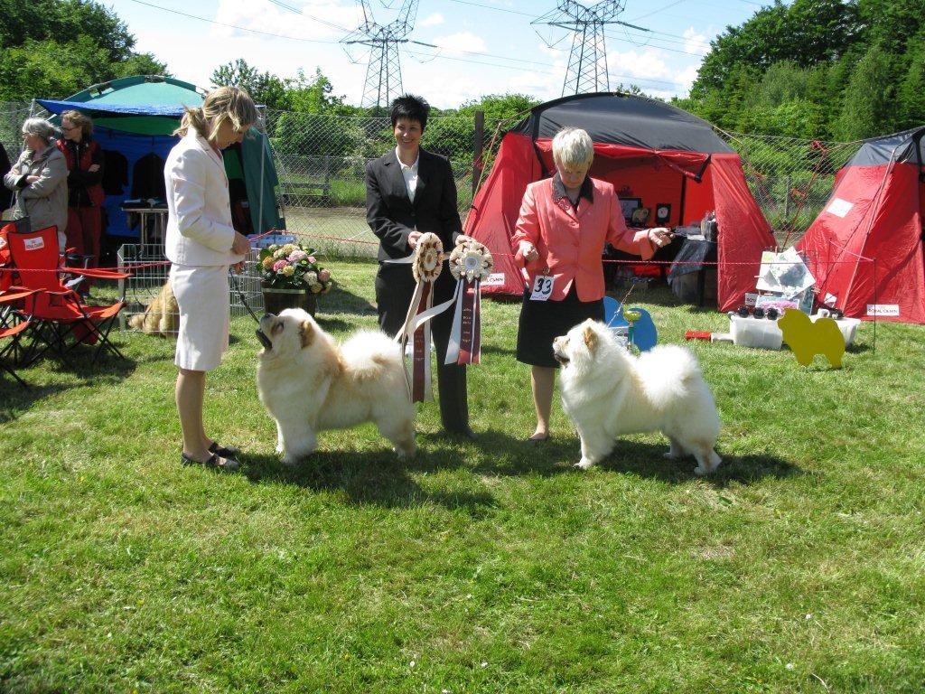 BOB Orinells Its A Knockout - BOS CH Pei Fang Eyecatcher