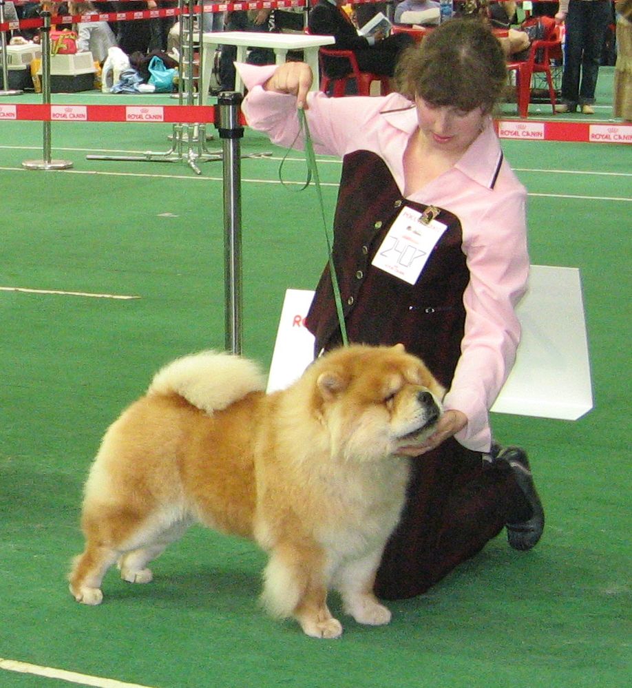 BOS CH Simauta Dess Bikini-CAC-CACIB
