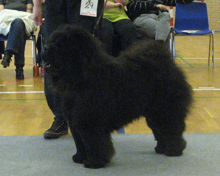 BOS-Cert.-Ba-Tongs Moo-Yang Hei Li