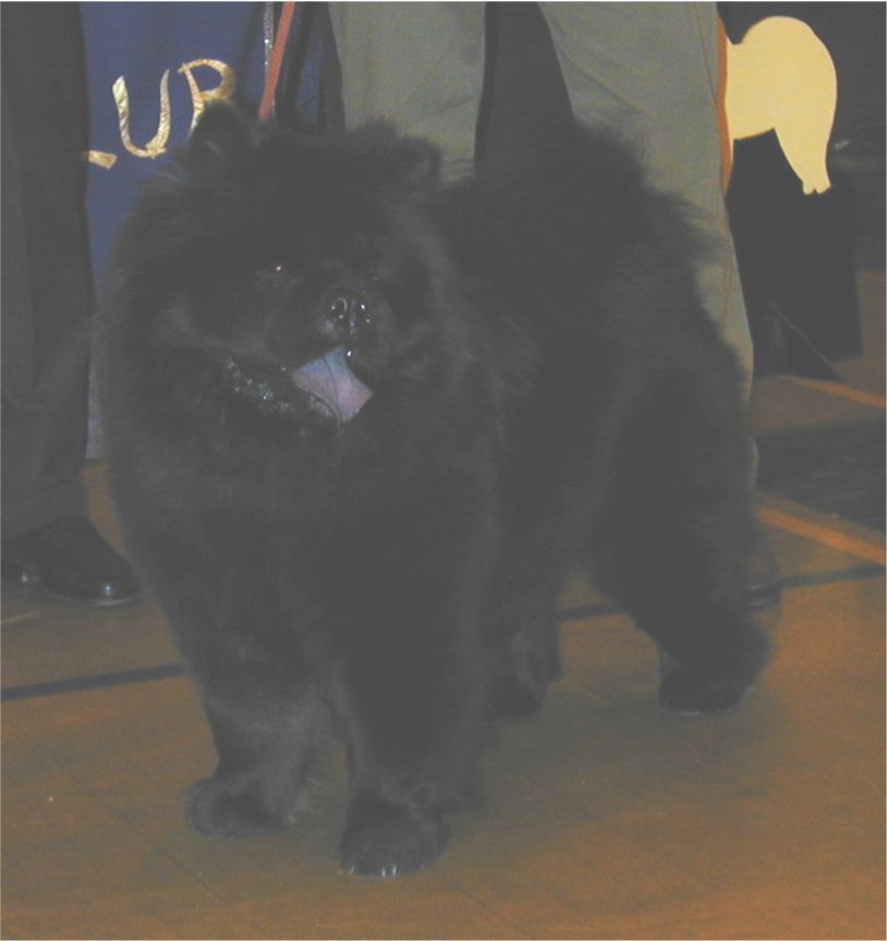 Spec.Open bitch (AOC)-1st CH Lechan Jo-Elle