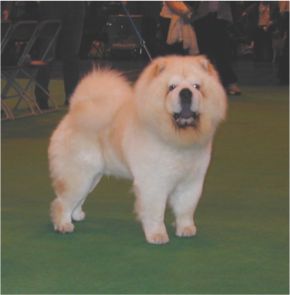 MultiCH Mi-Paos Cream Casper-dog CC-BOS