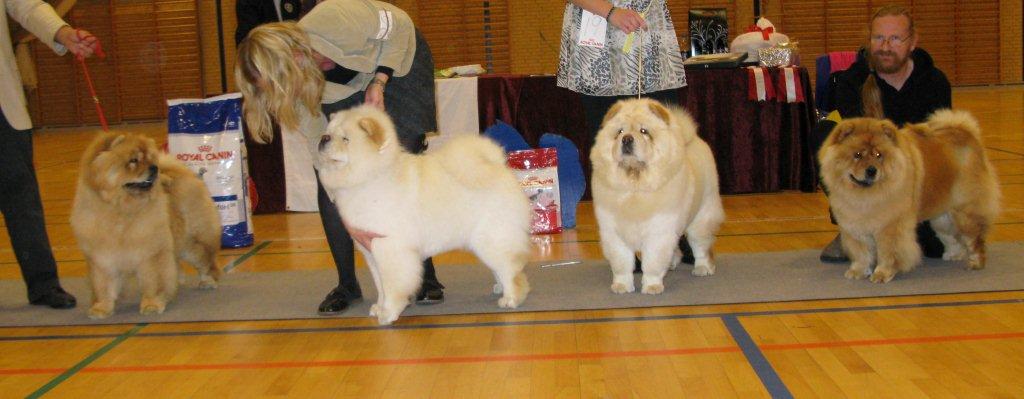 Best female+BOB CH Bao-Fangs Fen-Hong-Se Nu Shi 2. Pei Fang Eyecatcher 3. Liusu Ai-Chi-Chi 4. CH Bao-Fangs Feng Mi