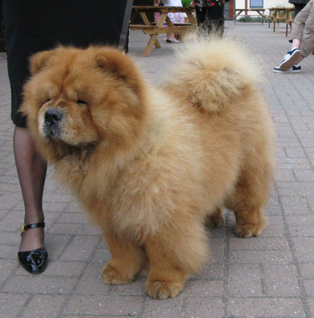 Best dog Champ.parade CH Miketilla Monogram JW (peoples vote)