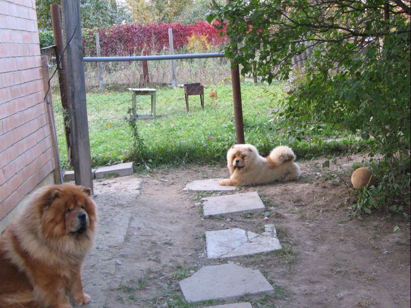Bandy and Sima