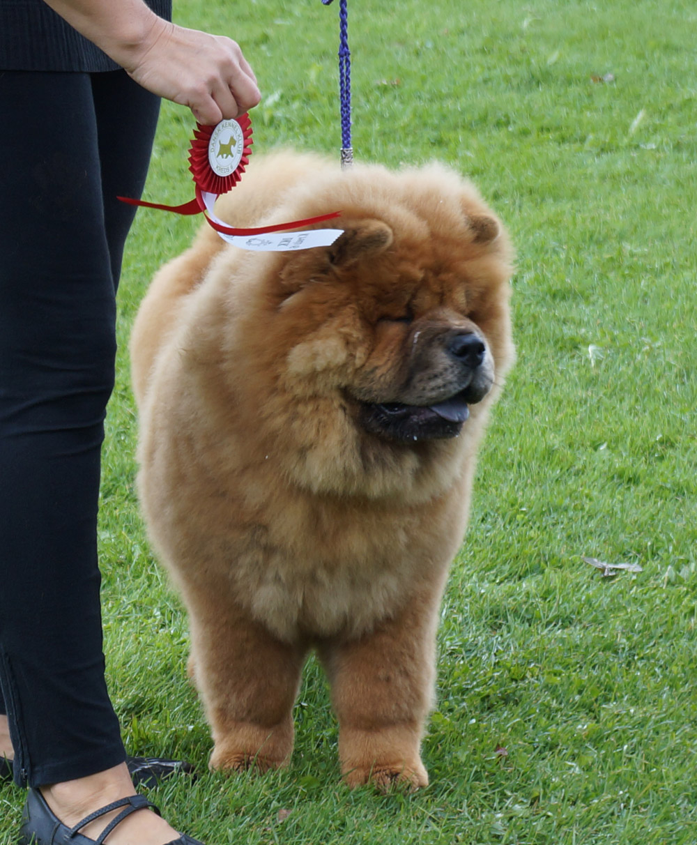 Best Baby: Piuk Chow Sweet Queen Of Phantasy