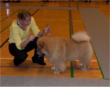 Best babydog-Dian Shan Invinsible Tyson