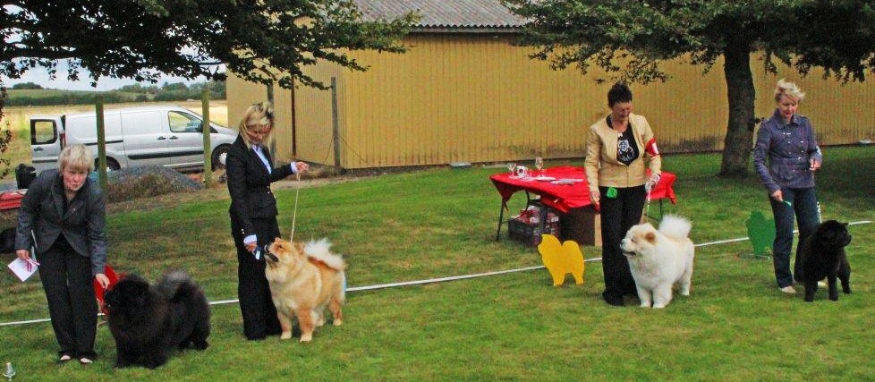 Best female 1. CH Bakkebos Miss Moneypenny 2. Chan-Los Endless Love 3. CH Liusu Ai-Lin 4. CH Nrskovs Ding Dong Dixie