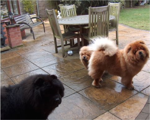 Benson-Crystal-Susie