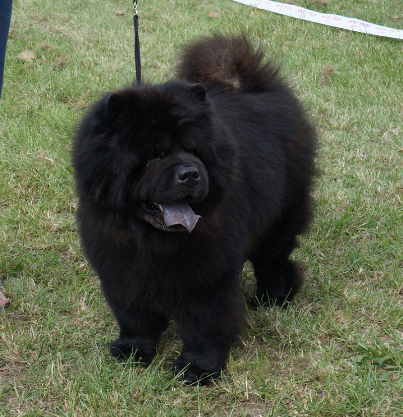 Best Champion CH Ba-Tongs Moo-Yang Hei-Li